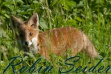 Fuchs