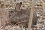 2012-04-29 hase 750x500 img 4918