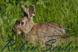 2012-05-26 hase 750x500 img 6346