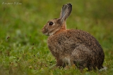 Hase
