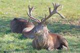 20131031 hirsch hp img 9455