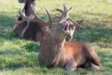 20131031 hirsch hp img 9484
