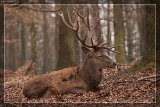 Hirsch