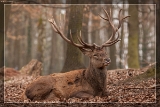 2015HirschIMG 7966