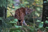 2013-10-04 luchs 1200x800 img 7745