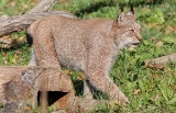 20131031 luchs hp img 9226