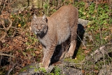 20131031 luchs hp img 9269