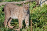20131031 luchs hp img 9553