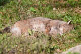 20131031 luchs hp img 9568