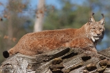 Luchs