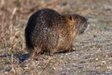2012-02-05 nutria 750x500 img 1074