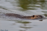 2012-09-23 nutria 750x500 img 1022