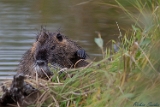 Nutria