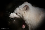 20131031 polarfuchs hp img 9362