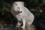 20131031 polarfuchs hp img 9380