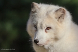 20131031 polarfuchs hp img 9387