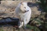 20131031 polarfuchs hp img 9405