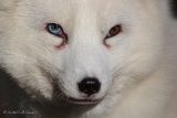 Polarfuchs
