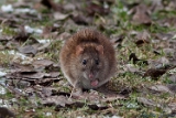 Waldmaus