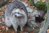 Waschbär
