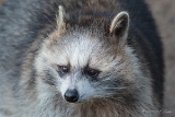 20131031 waschbaer hp img 9757