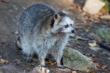 20131031 waschbaer hp img 9762