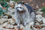20131031 waschbaer hp img 9772