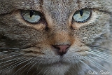 2013-10-05 wildkatze 1200x800 img 8540