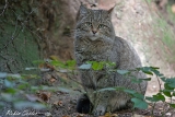 Wildkatze