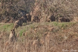 2013-03-16 wildschweinefamilie 750x500 img 5428