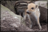 Wildschwein