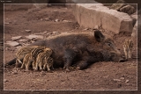2015Frischlinge und WildschweinIMG 8039