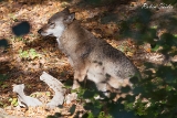 2013-10-04 wolf 1200x800 img 7786