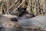 20131031 wolf hp img 9445