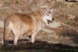 20131031 wolf hp img 9660