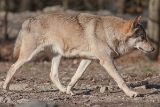 20131031 wolf hp img 9665