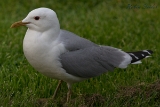2013-05-18 sturmmoewe 1200x800 img 7113