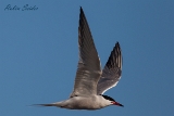 2013-05-19 flussseeschwalbe 1200x800 img 7247