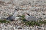2013-05-19 flussseeschwalbe 1200x800 img 7320