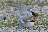 2013-05-19 flussseeschwalbe 1200x800 img 7423