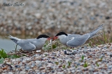 2013-05-19 flussseeschwalbe bei fischuebergabe 1200x800 img 7649
