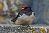 2013-05-19 rauchschwalbe 1200x800 img 7850