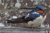 2013-05-19 rauchschwalbe 1200x800 img 7900
