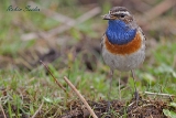 2013-05-22 blaukehlchen 1200x800 img 8763