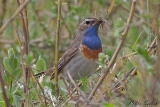 2013-05-22 blaukehlchen 1200x800 img 8789