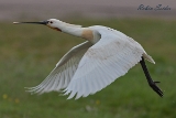 2013-05-22 loeffler 1200x800 img 8525