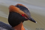 2013-05-23 ohrentaucher 1200x800 img 9000