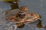 2013-08-19 erdkroete 1200x800 img 2715