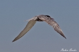 2013-08-19 weissbartseeschwalbe 1200x800 img 3272