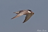 2013-08-19 weissbartseeschwalbe 1200x800 img 3659